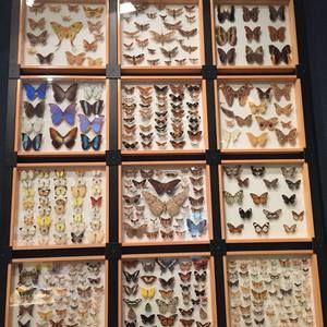 Meet your Posher, Nancy